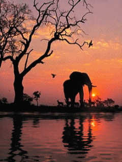 Animal Screensavers 0008